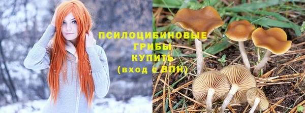 прущие грибы Алзамай
