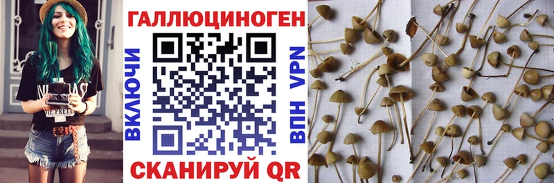 даркнет как зайти  Билибино  Псилоцибиновые грибы GOLDEN TEACHER 